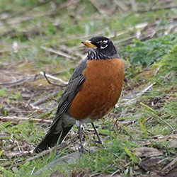 Wisconsin State Bird